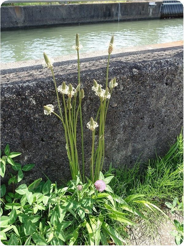 ９１５ 巣籠り日記 4月26日 要注意外来生物 植物 種の庭