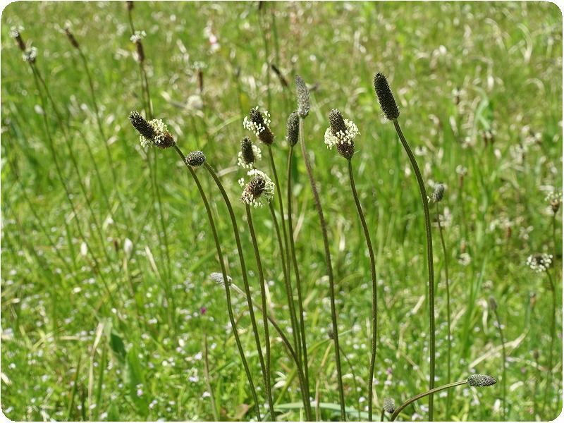 ９１５ 巣籠り日記 4月26日 要注意外来生物 植物 種の庭