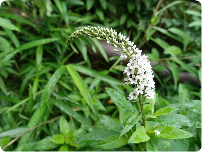 ９７０ 原市の森の夏の山野草 種の庭