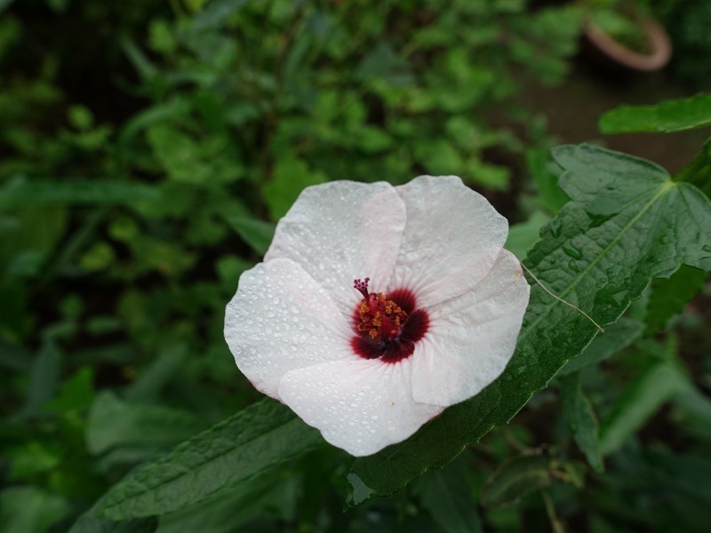 ９８３ 高砂芙蓉 種の庭