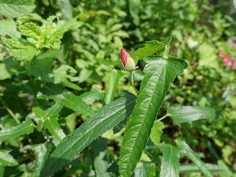 ９８３ 高砂芙蓉 種の庭