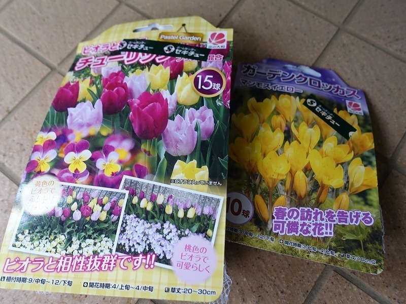 №1011 赤葉せんにちこう: 種の庭