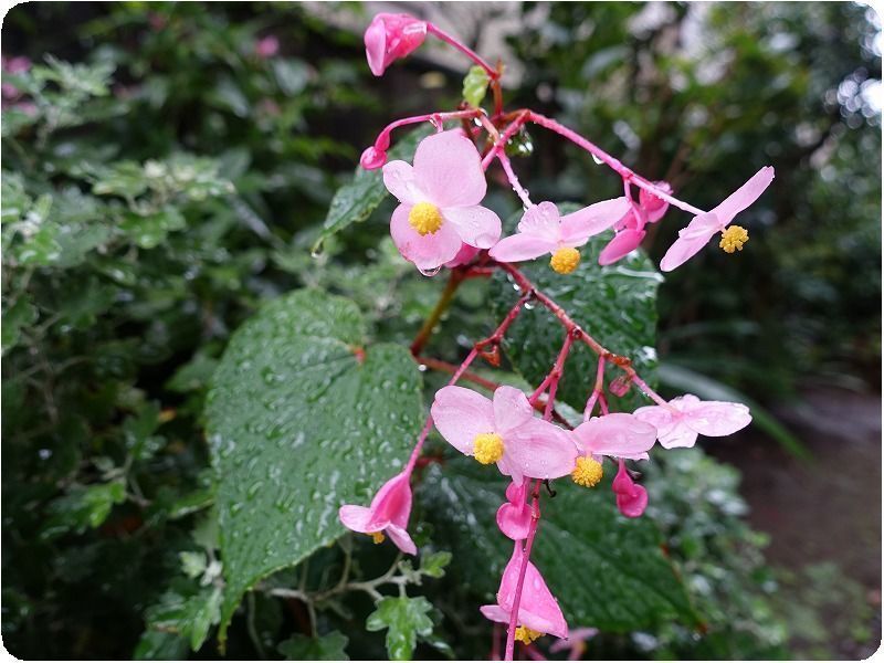 薔薇 2種 秋海棠 ３種まとめ - 苗