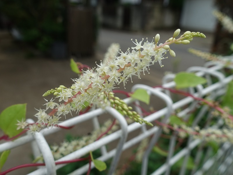 1026 オカワカメの花 種の庭