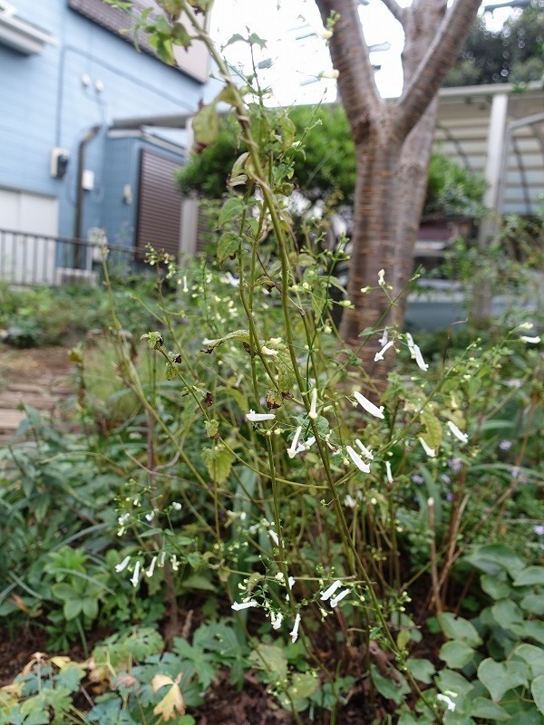 №1289 10月の山野草の庭: 種の庭