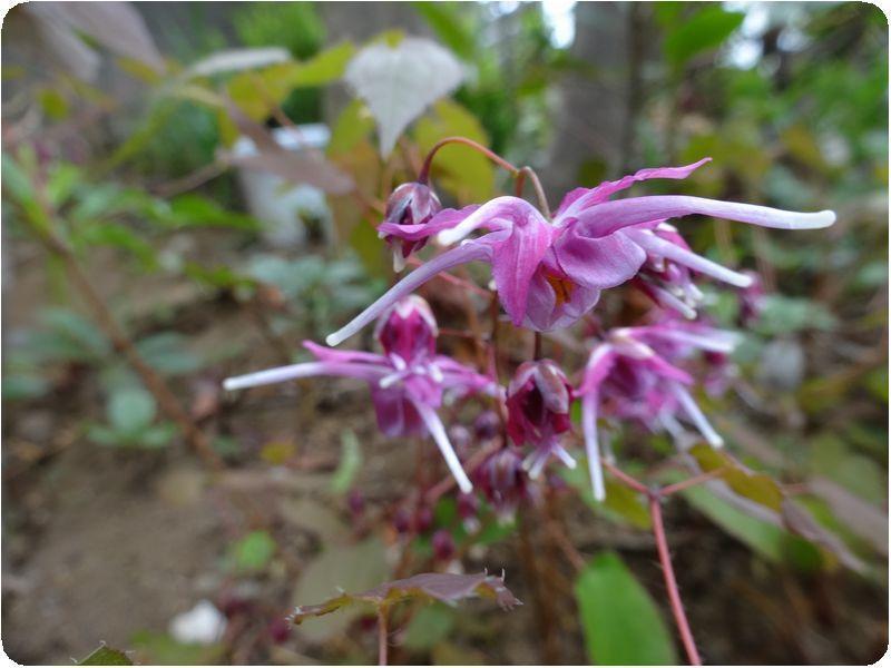 №９３ 庭の山野草: 種の庭