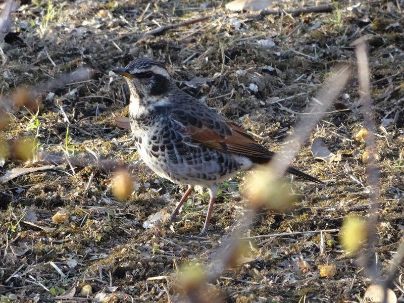 ２０３ この鳥は何 種の庭