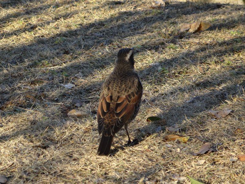 ２０３ この鳥は何 種の庭