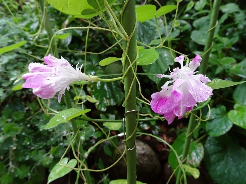 №1519 髭咲朝顔開花: 種の庭